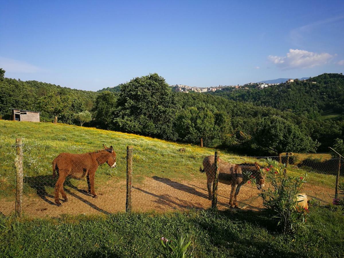 Agriturismo Cisogna Villa Anagni Kültér fotó